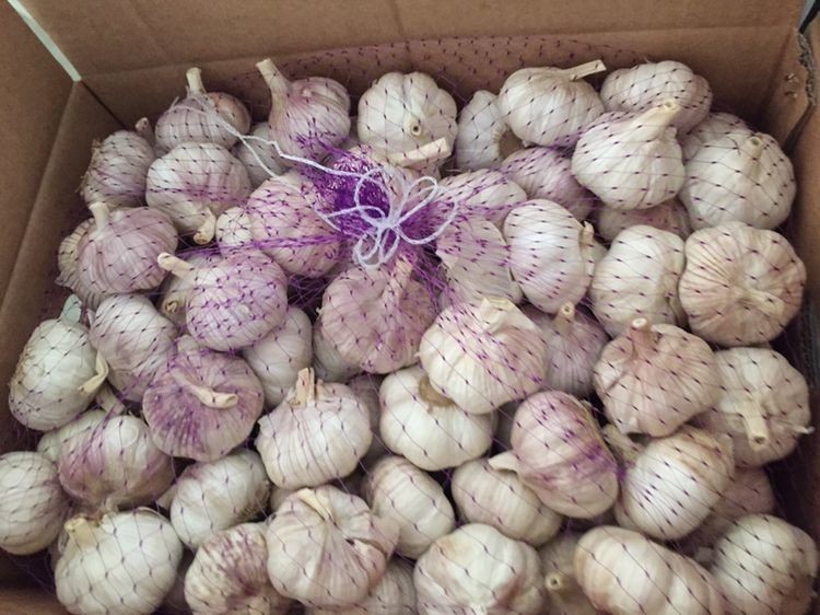 chinese garlic with lower price