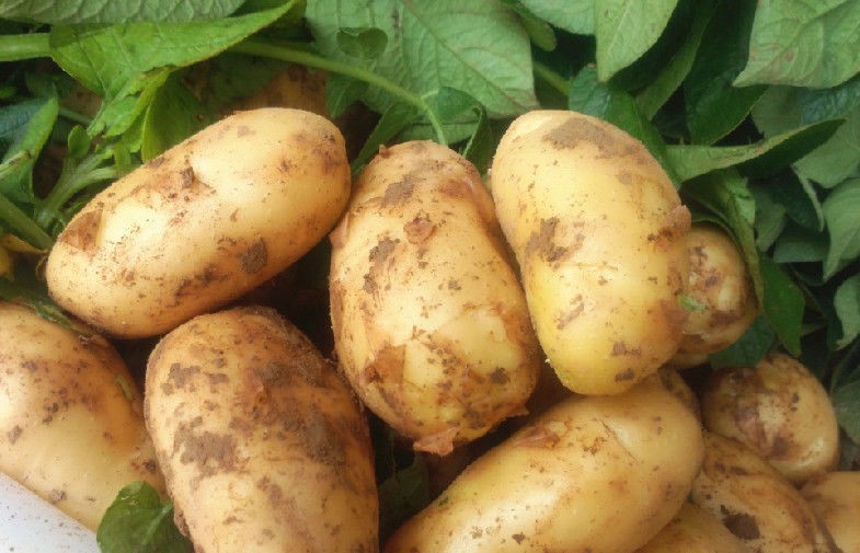 Yellow Long Organic Potatoes , Cold Storage Potato For Supermarket, eating fried crisp, Fried strips not broken