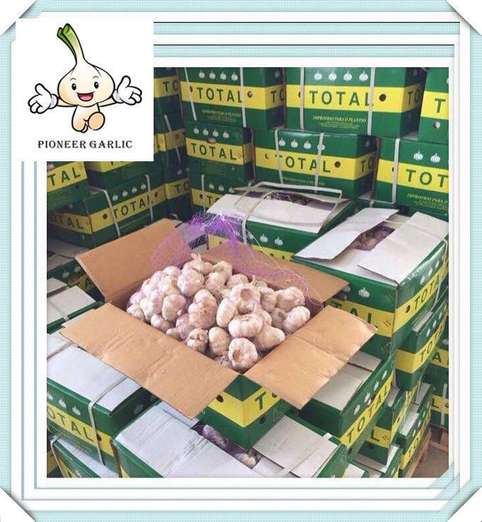 Normal white garlic of 10kg popular in the Middle East Market