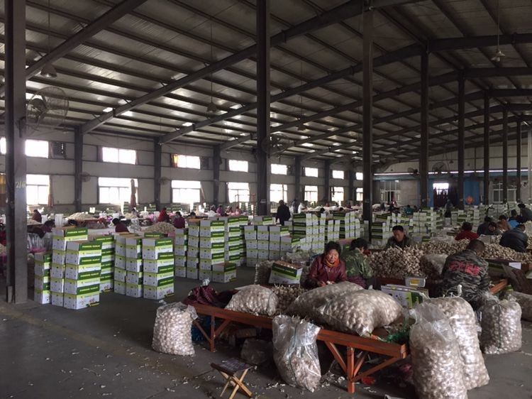 new crop china garlic with lower price