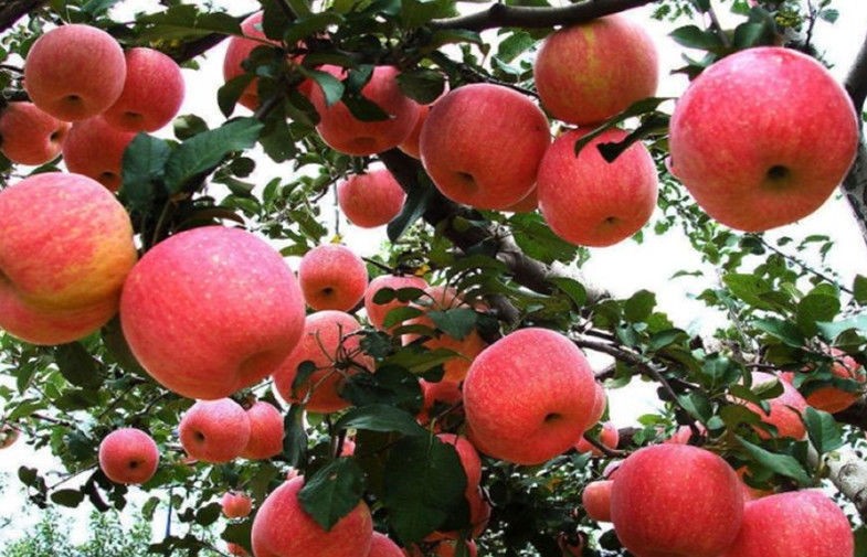 Crunchy Juicy Sweet Red Fuji Apple 0.15kg From Pollution Free