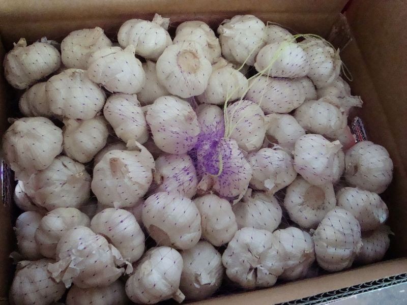 Fresh Pure White Garlic Best Qualty Competitive Price China