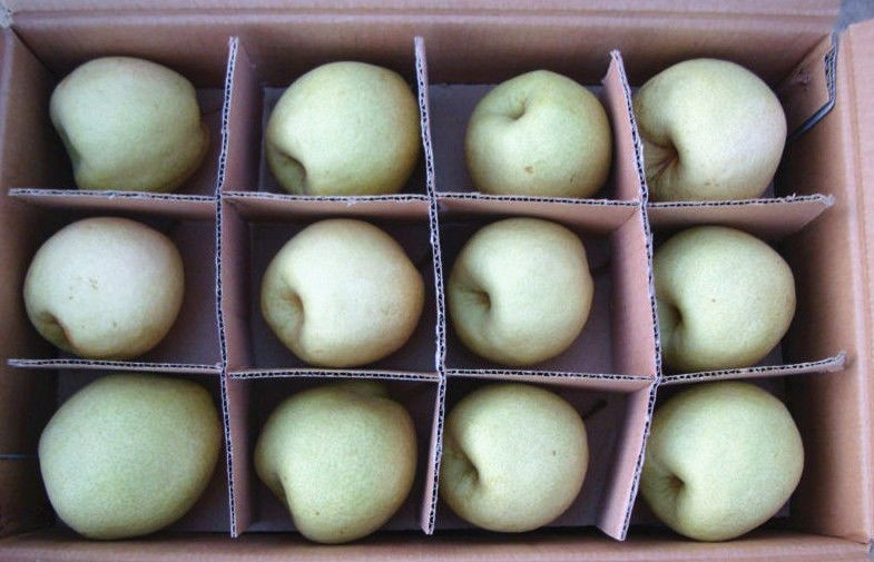 jugosas peras frescas doradas dulces que contienen electrolitos, pera natural, fruta de núcleo grande y pequeño