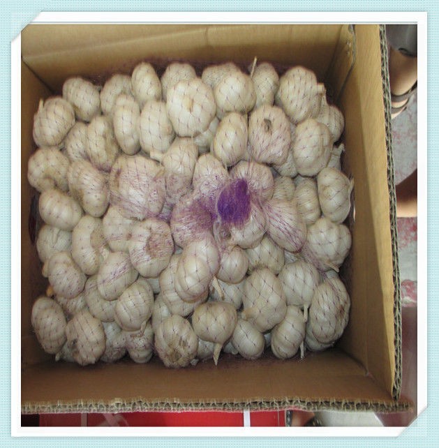Hot Sale New Garlic jining whosales garlic in cold room-garlic 2015