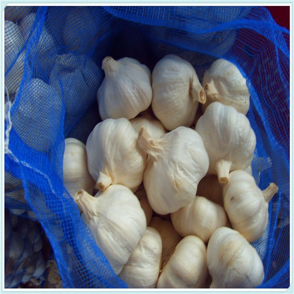 High Grade Cold Storage Fresh Garlic All Kinds of Size and Package
