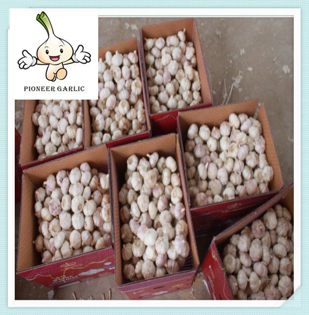 best design new model fresh garlic good quality Garlic bulk fresh garlic