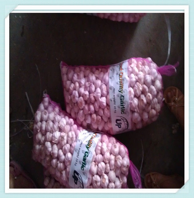 garlic Chinese High Quality red Garlic Normal White Nature