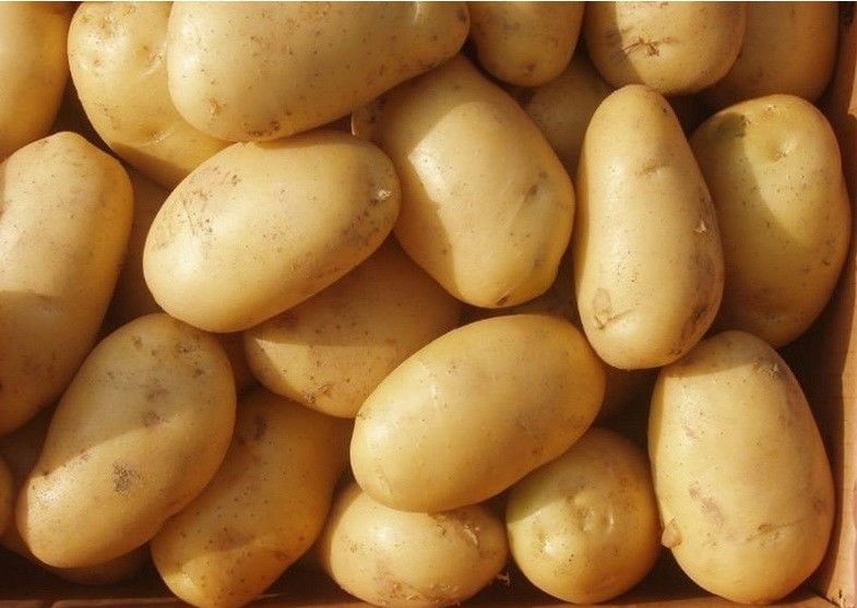 Natural Fresh Yellow Organic Potatoes Long Shaped For Potato Chips / Crisps