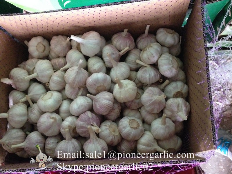 New Crop 4.5cm Normal White Fresh Garlic In 10 kg Box Packing