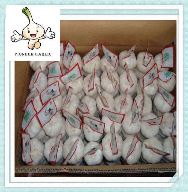 Hot Sale New Crop China Big Size Pure White Garlic 2015 china garlic