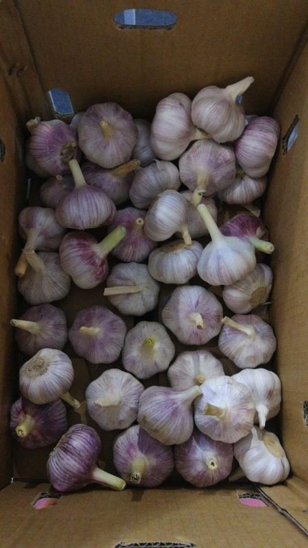 2018 New Crop Chinease Fresh Garlic, White Garlic, 4.5-6.5cm,Good Quality