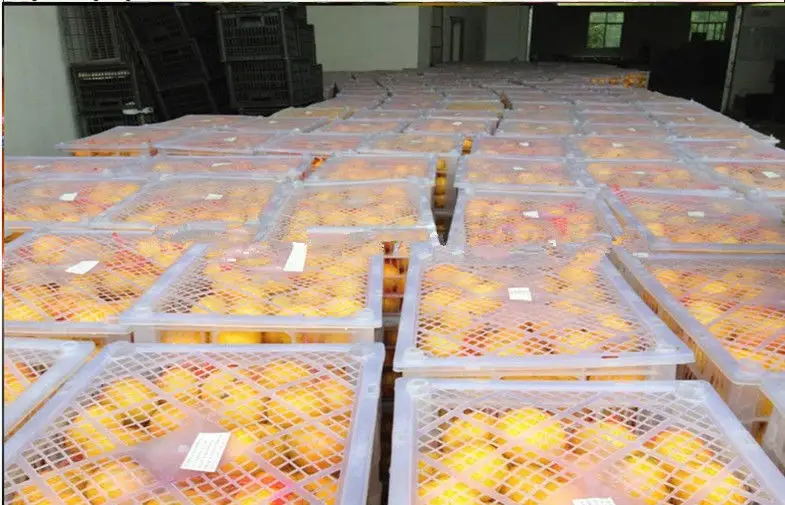 Hesperetin fresco sin semillas dulce natural de la naranja del ombligo el 95% para la refrigeración almacenada