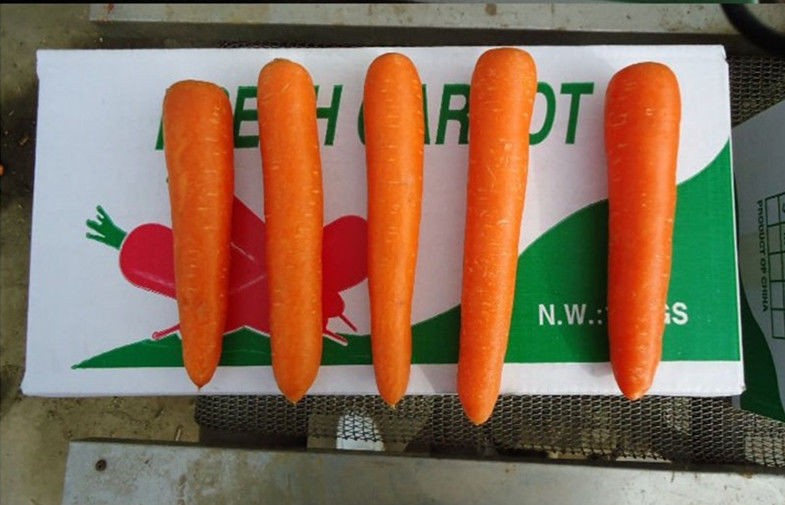 Fresh Sweet Red-Orange Organic Carrot Containing Rich Carotenes And Vitamin-A