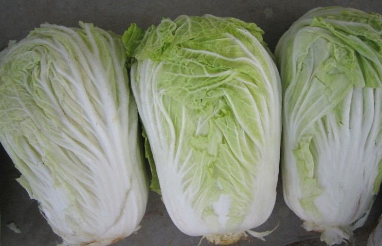 No Rotten Chinese Napa Cabbage / Bok Choy Contains Vitamin K , C , ISO 9001, The leaf surface smooth