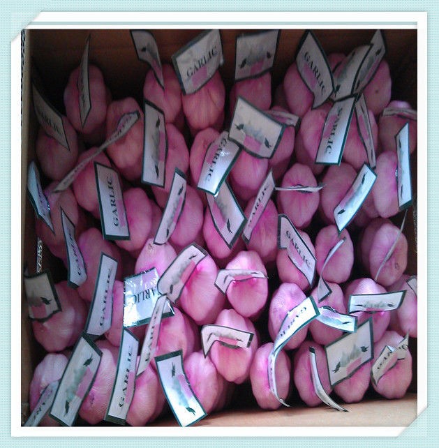 china wholesale nature garlic price 2015 new fresh garlic(250g,500g,750g,1kg)