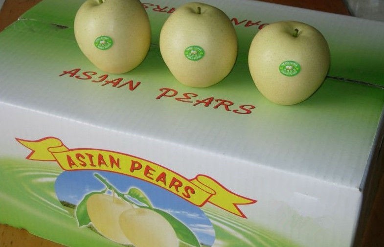 Carotene-ß Crisp Fresh Nashi Pear For Relieving Cough / Asthma