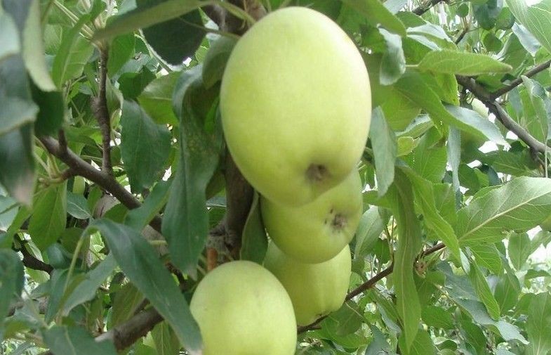 Natural Fresh Golden Green Organic Fuji Apple No Wounds For Apple Juice