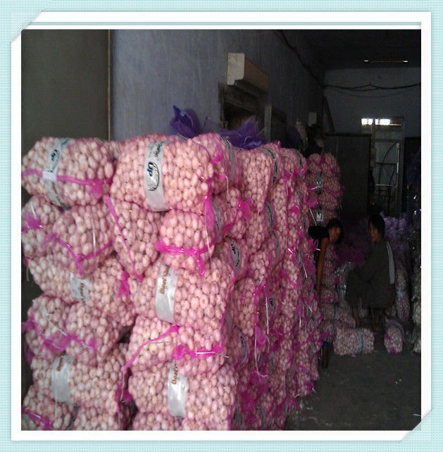 Chinese Fresh Garlic-- Normal White Garlic packaged Garlic Mesh bag