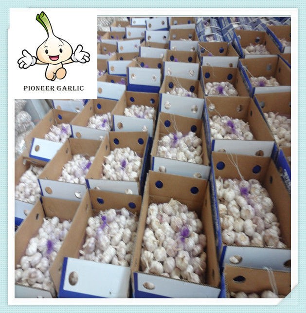 Shandong Fresh Normal White Garlic 5.0CM In 10Kg Carton For Haiti