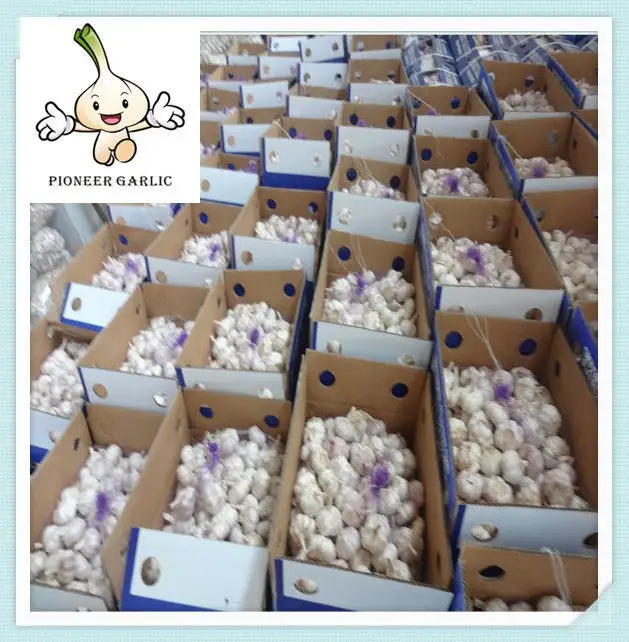 organic White Garlic with Competitive Export Price normal white fresh garlic, size4.0cm