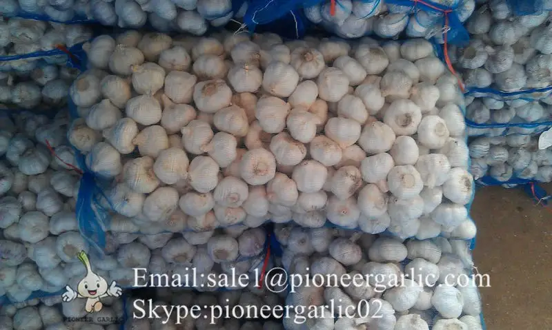 Chinese Fresh Normal White Garlic Loose Packing