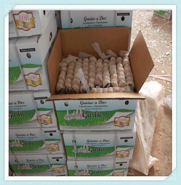 2015 Crop China Shandong Province fresh normal white garlic