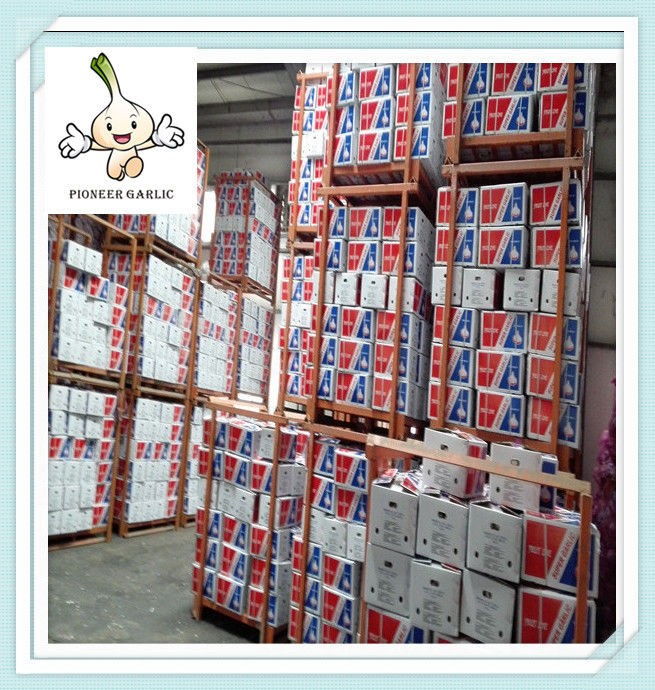 considerable 2022 crop high quality fresh normal white garlic