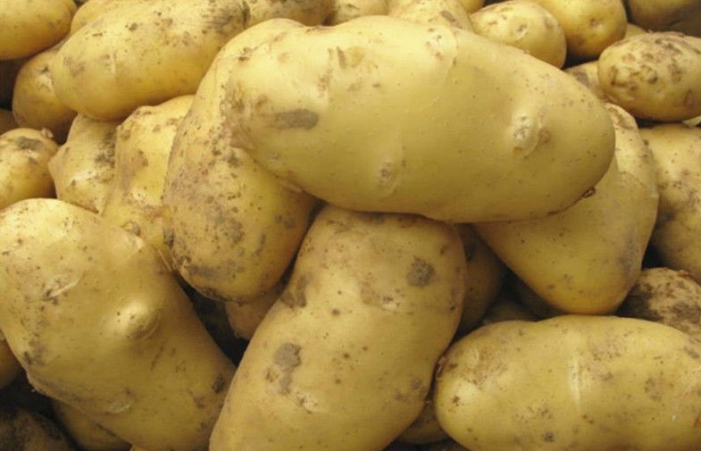 Pure Natural Fresh Holland Potato Yellow Flesh , Thin Skin For Human Health