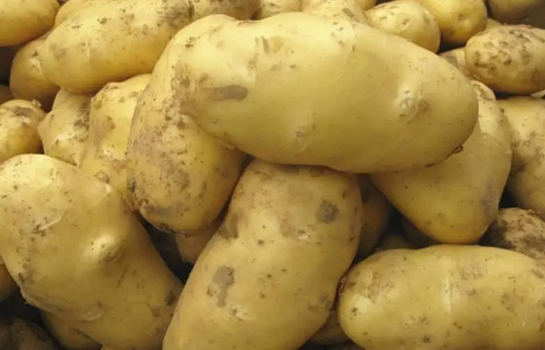 150g Organic Fresh Holland Potato No Pollution , No Insect For Market, large size, good shape, Neat uniform