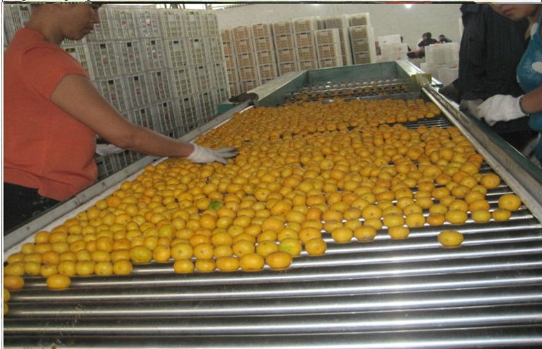 Juicy Satsuma Fresh Mandarin Oranges Contains Limonene , Myrcene , Gamma-Terpinene
