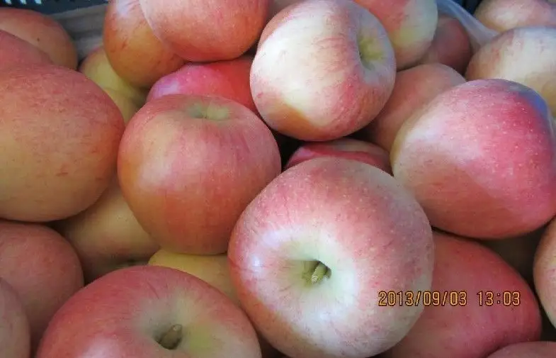 Large Red Organic Fuji Apple Fresh Contains Zinc , Red Delicious Apple large fruit, smooth fruit surface