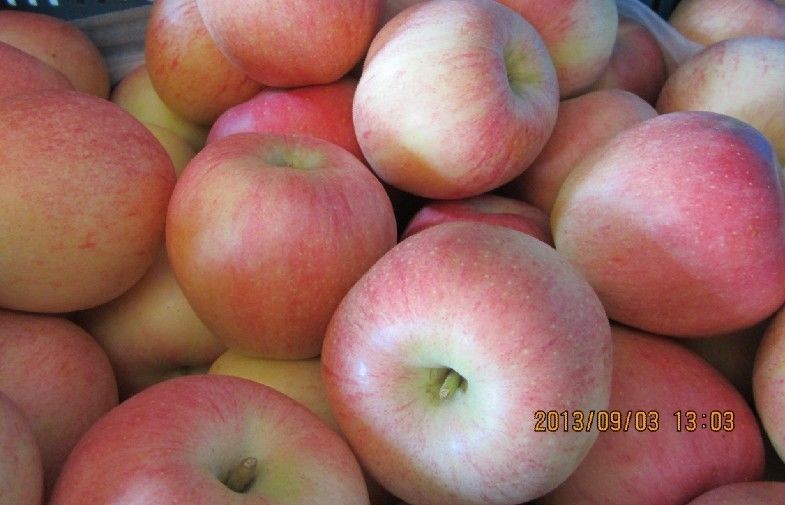 Large Red Organic Fuji Apple Fresh Contains Zinc , Red Delicious Apple large fruit, smooth fruit surface