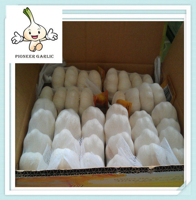 fresh garlic exporter supplier Chinese fresh pure white garlic wholesale