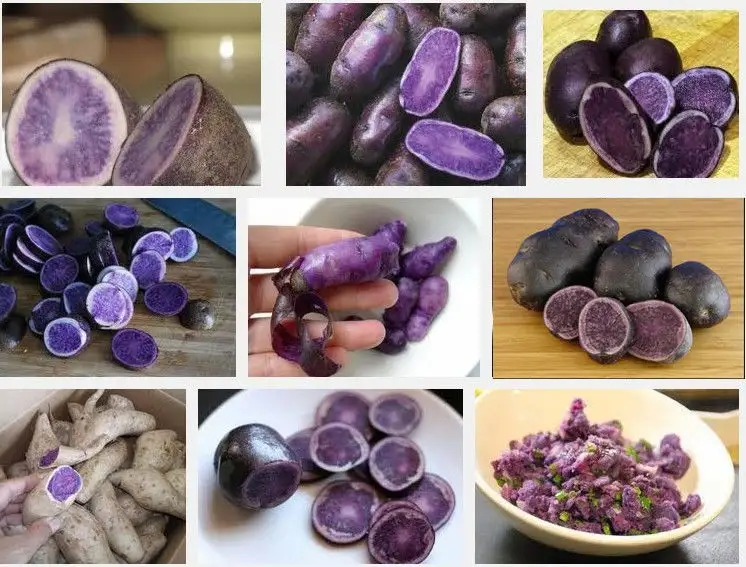 Holland Purple Potato Good Taste Cotaining Nutritional Value