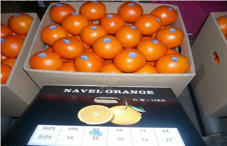 High Carotene Golden Sour Fresh Navel Orange Juicy For Children / Kids