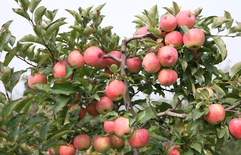 Thin Skin Juicy Organic Fuji Apple Contains Phosphorus For Apple Pie / Crumble