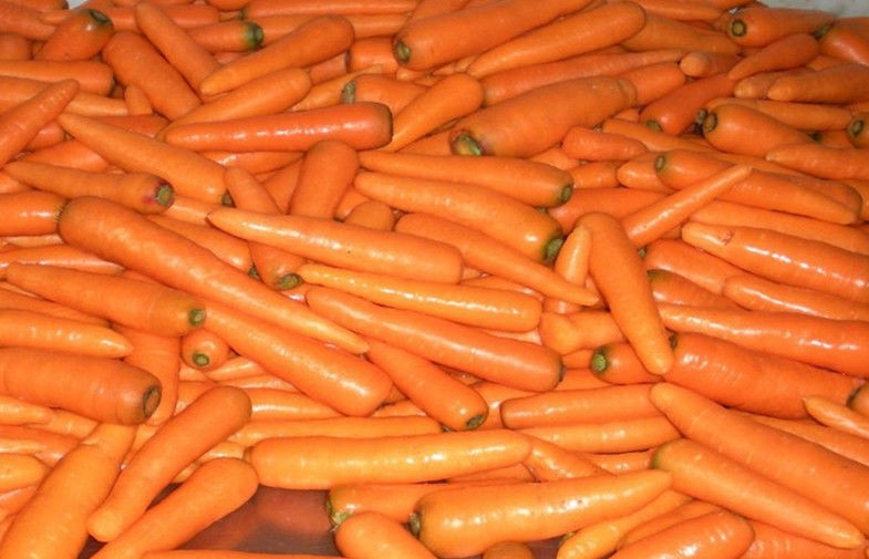 Fresh No Residual Pesticide Organic Carrot With Ruddy Carrot Core For Health