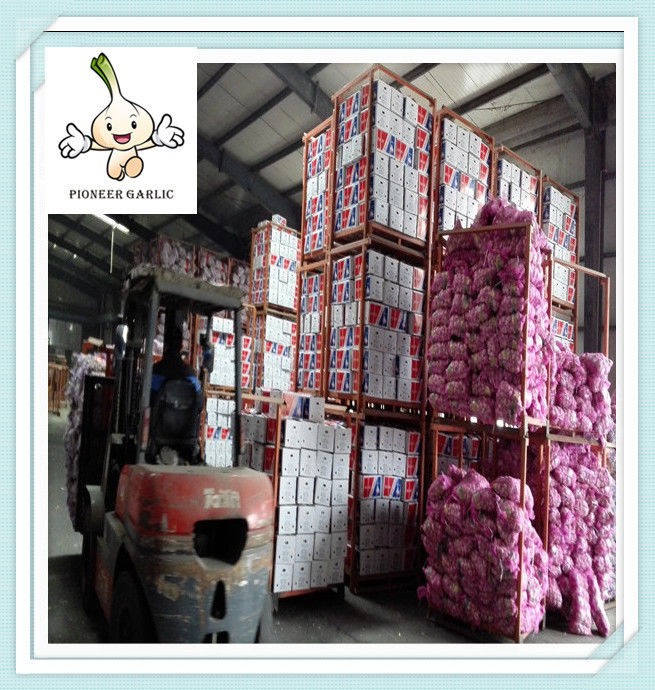 Cotización de ajo rojo fresco chino 4,5 cm, ajo blanco normal