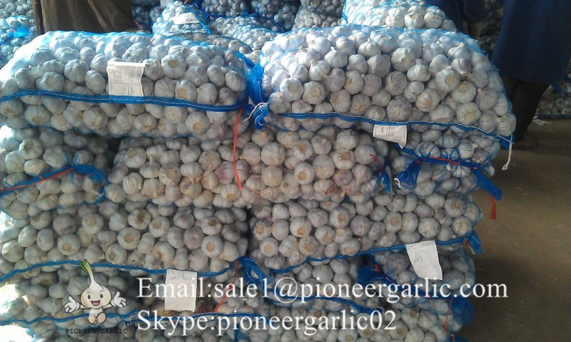 Jinxiang Shandong Fresh Normal White Garlic 5cm Loose Packing in Mesh Bag