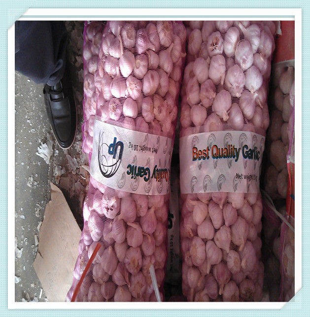 Big and full newest crop fresh garlic in China fresh white garlic