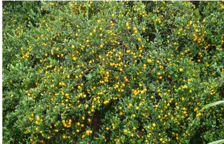 Mandarinas frescas naturales Kinnow Contiene tiamina (vit. B1), colina, solapa capsular 7-10 piezas, suave y jugosa