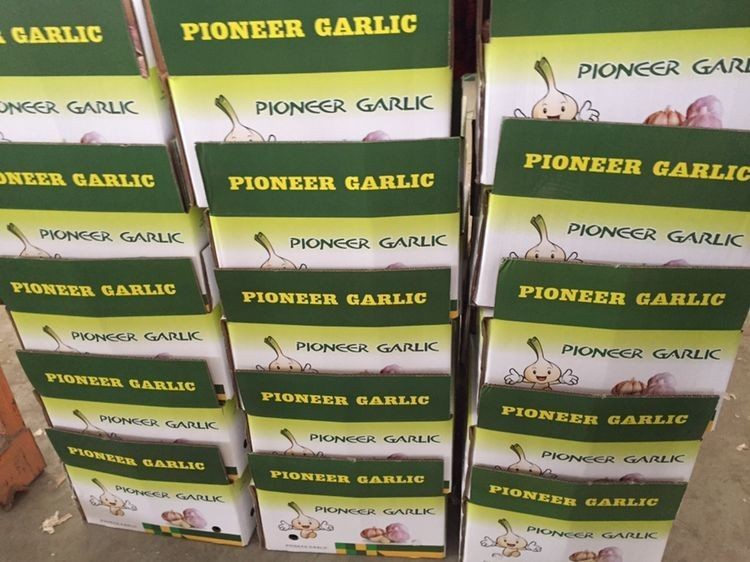 china garlic with lower price