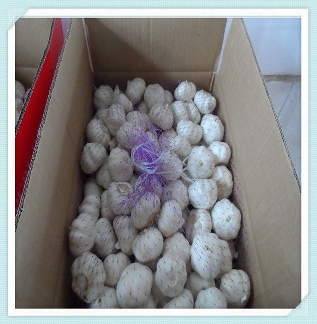 Fresh Normal White Garlic (10kg/Mesh Bag) Jinxiang garlic factory