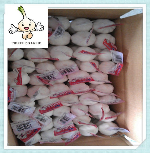 fresh garlic in bags Chinese garlic best price garlic china good quality