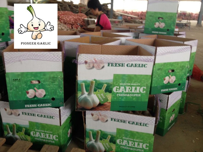 Normal White Garlic Chinese Natural Fresh Garlic in 10kg Box