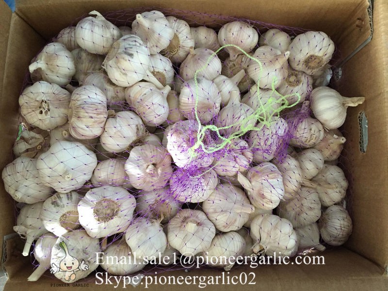 New Crop 6cm and up Normal White Fresh Garlic In 10 kg Box packing