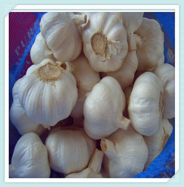 2015 fresh garlic supplier from shandong to Colombia markect