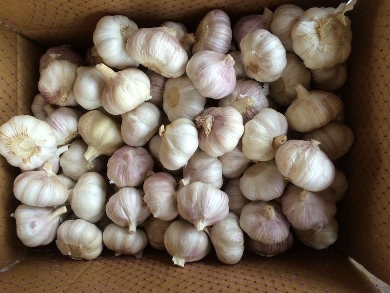 Fresh Normal White Garlic Best Qualty Competitive Price China