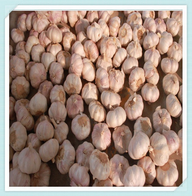 Garlic for Sale 10Kg / carton Garlic 5.5cm-6.0cm