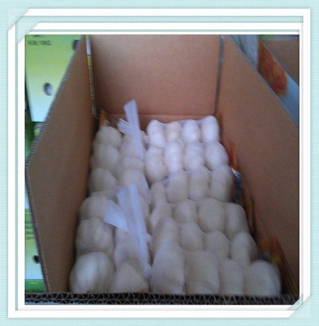 garlic price in china normal white High quality china farm fresh garlic